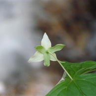 Trillium